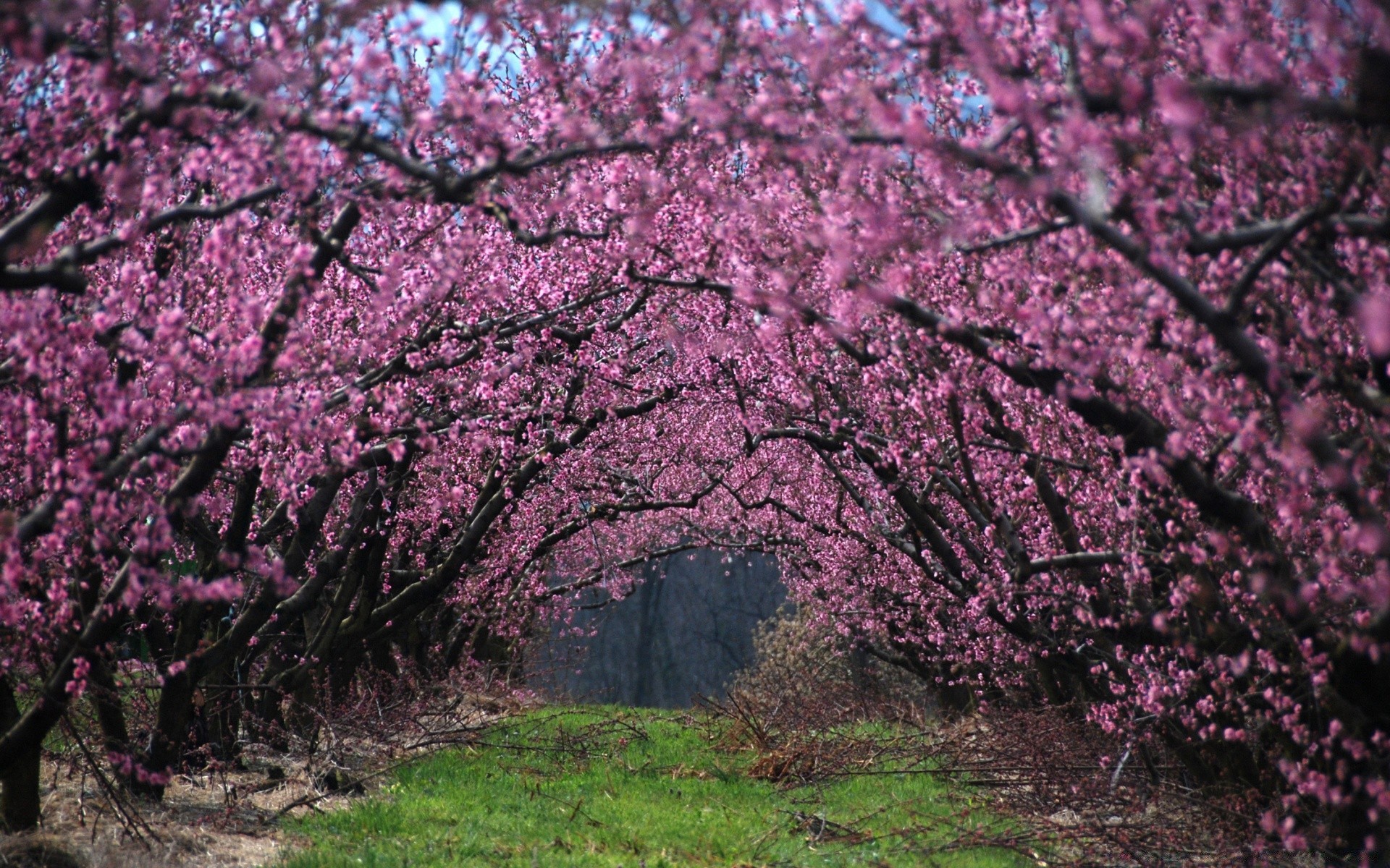 frühling baum blume kirsche zweig saison natur frühling landschaft im freien wachstum park flora blühen garten apfel blatt hell farbe gutes wetter