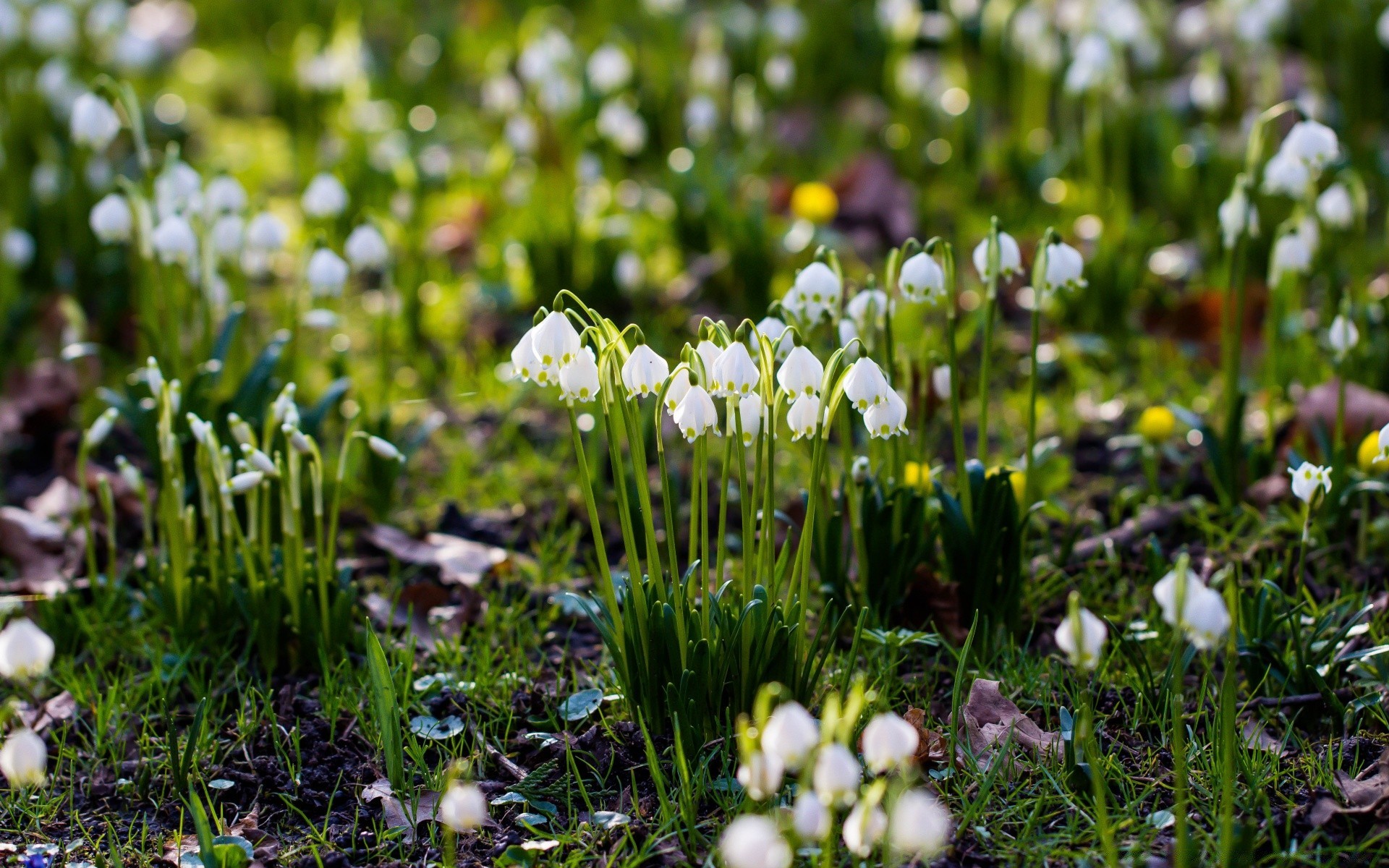 frühling gras natur heu blume flora saison im freien feld ostern gutes wetter wachstum garten hell sommer blatt blühen park frühling schließen