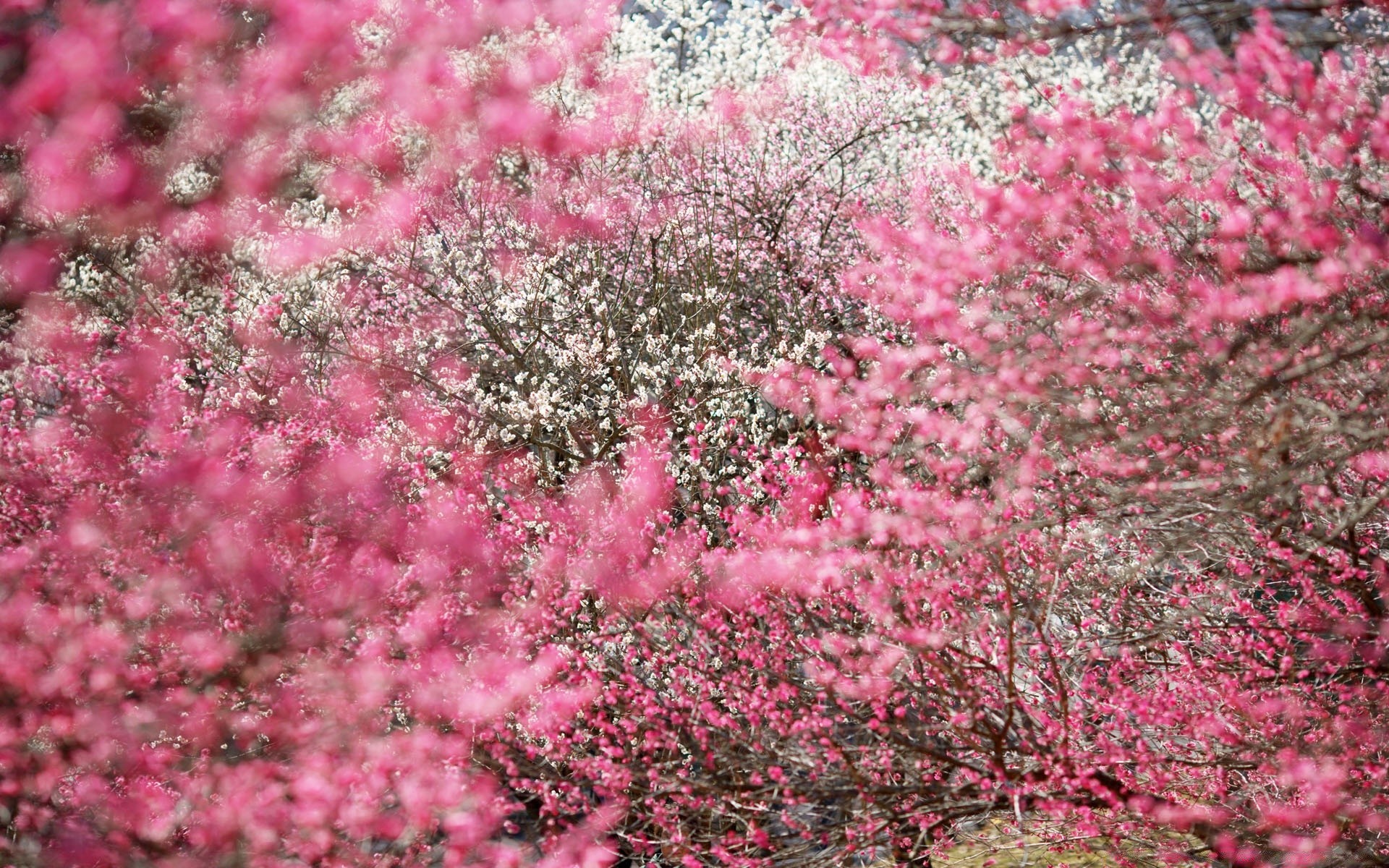 printemps fleur saison nature arbre cerise branche flore bluming croissance jardin lumineux pétale parc feuille couleur à l extérieur floral arbuste printemps été