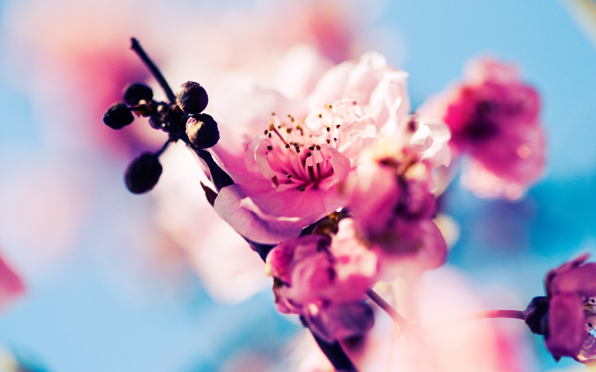 primavera flor natureza borrão verão ao ar livre flora jardim bom tempo crescimento folha