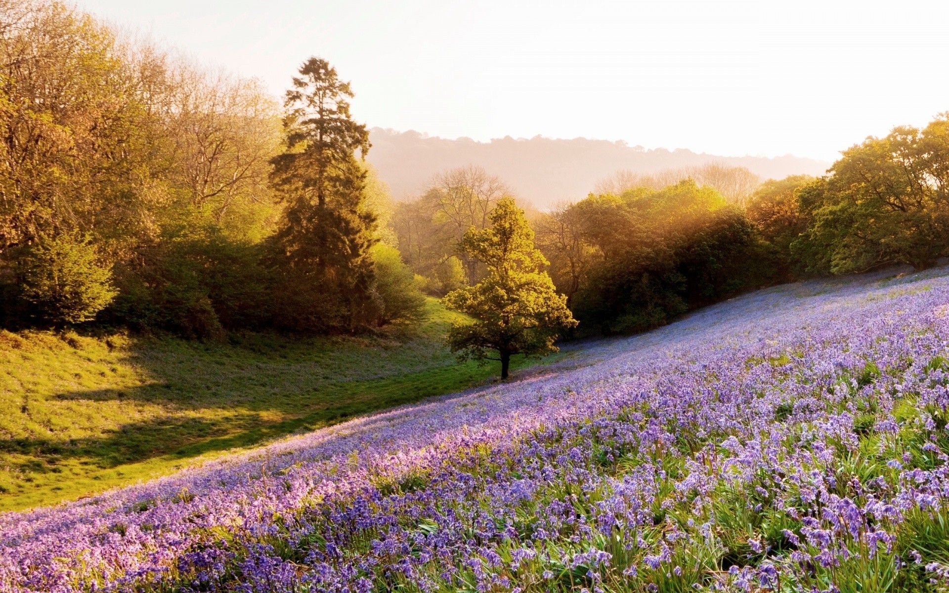 spring flower landscape nature tree scenic field outdoors countryside hayfield rural flora grass wood season idyllic park dawn summer color