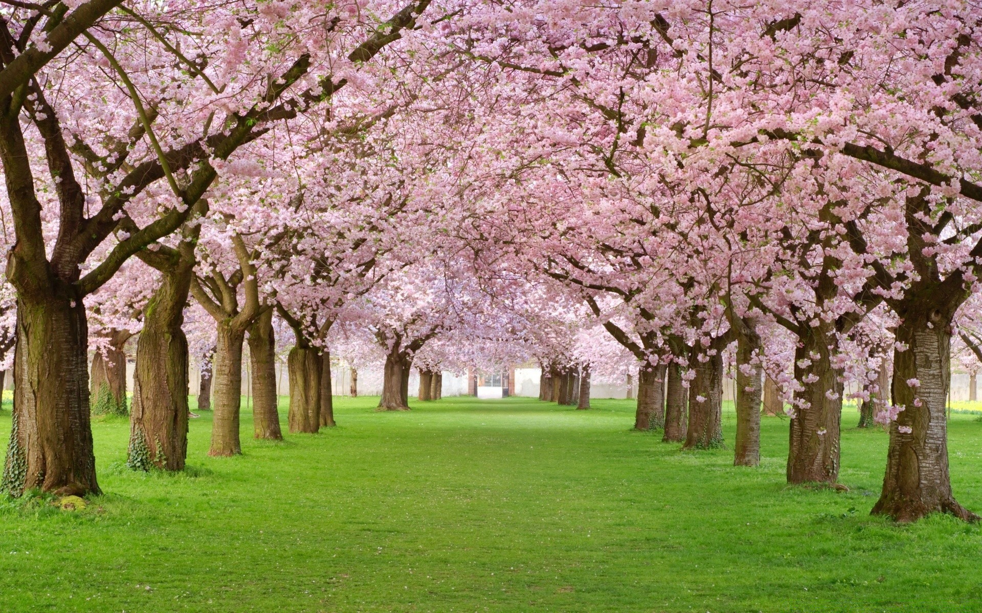 frühling baum kirsche blume frühling park zweig saison landschaft garten natur flora obstbaum blatt gras wachstum apfel im freien rasen