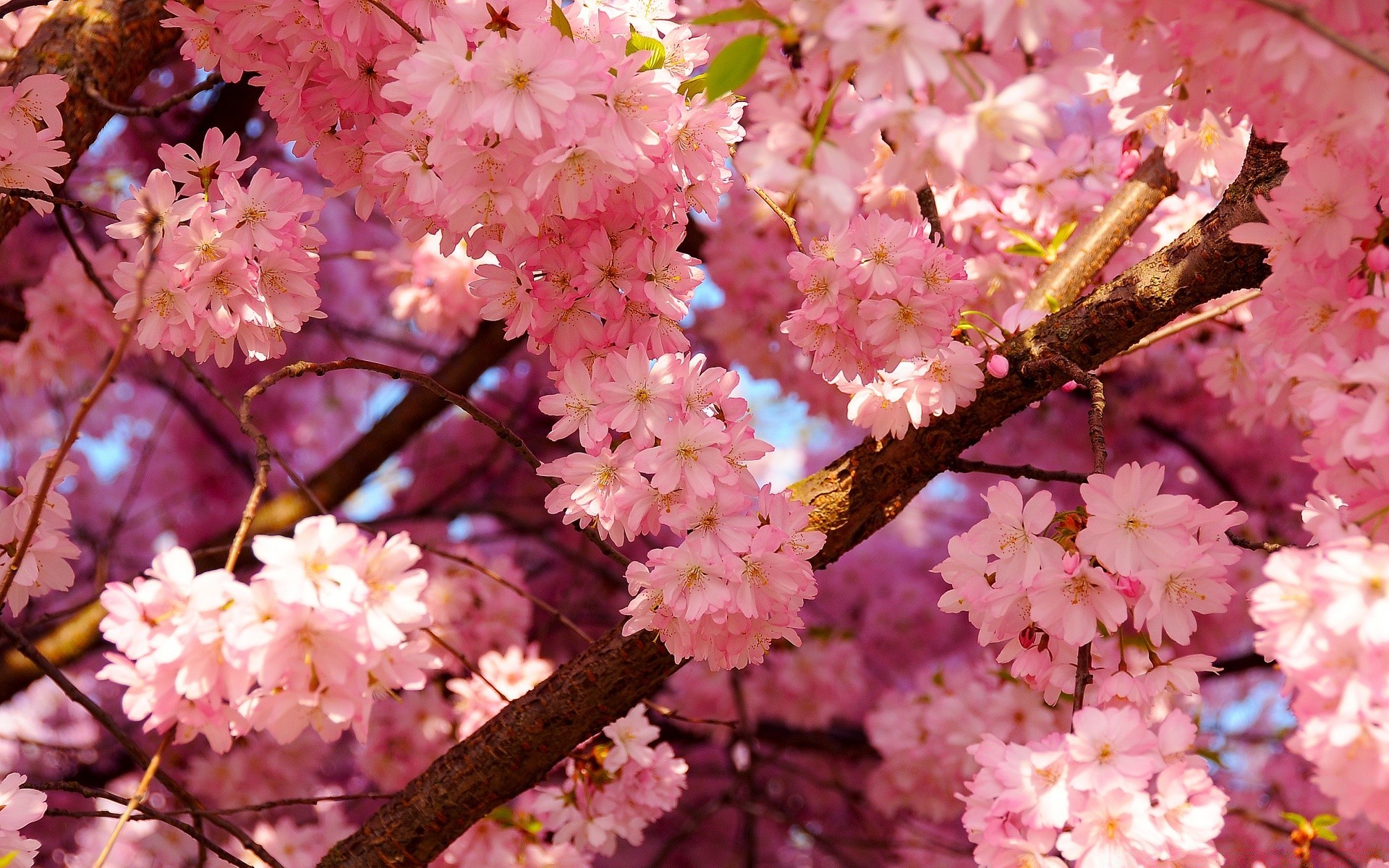 spring flower cherry branch tree flora nature blooming petal season garden floral leaf close-up springtime park bud apple color delicate