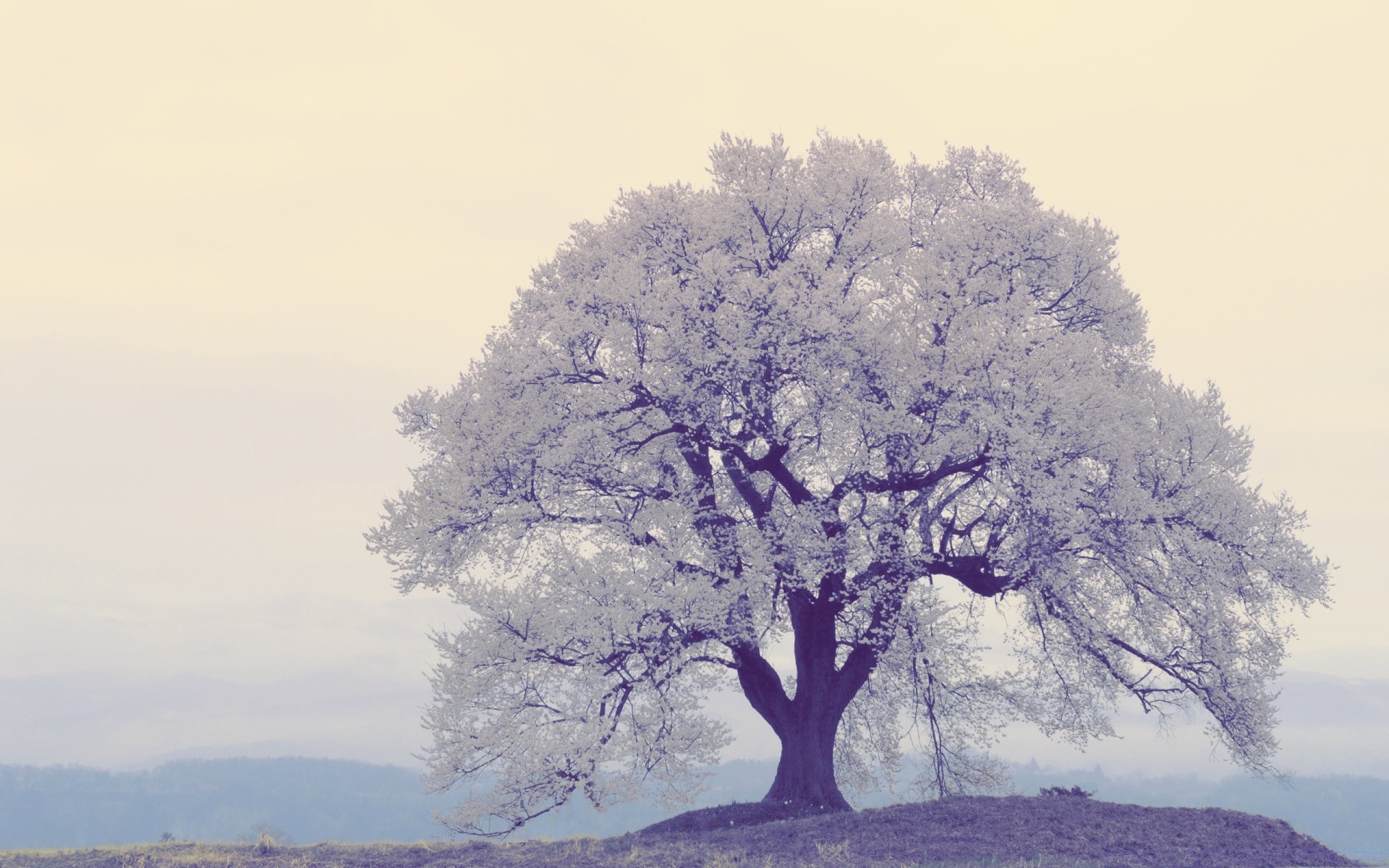 primavera árbol paisaje amanecer naturaleza niebla rama madera invierno solo escénico tiempo temporada cielo nieve al aire libre parque