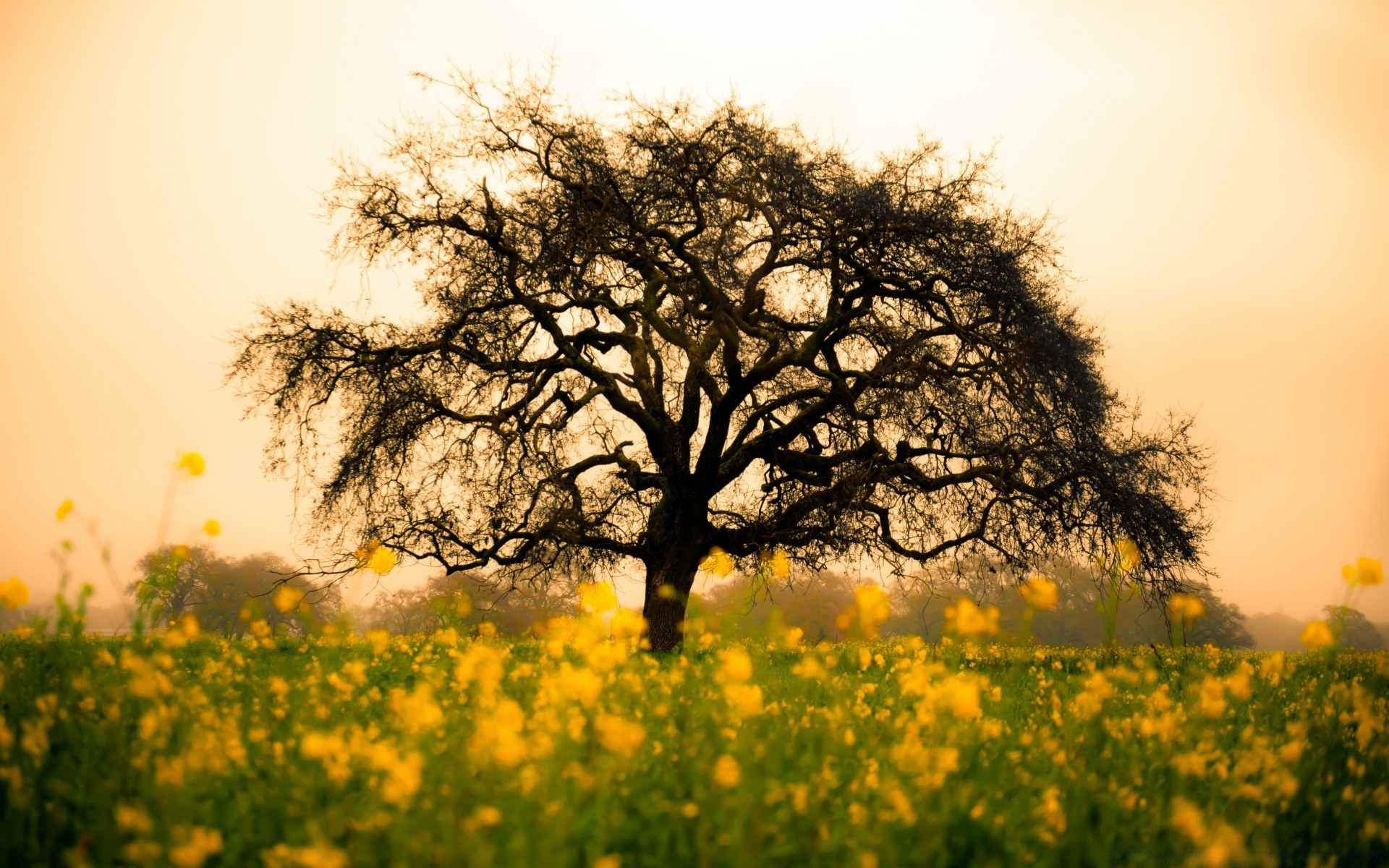 printemps paysage aube champ nature arbre rural campagne soleil fleur beau temps foin pays saison mercredi coucher de soleil l agriculture été herbe scène