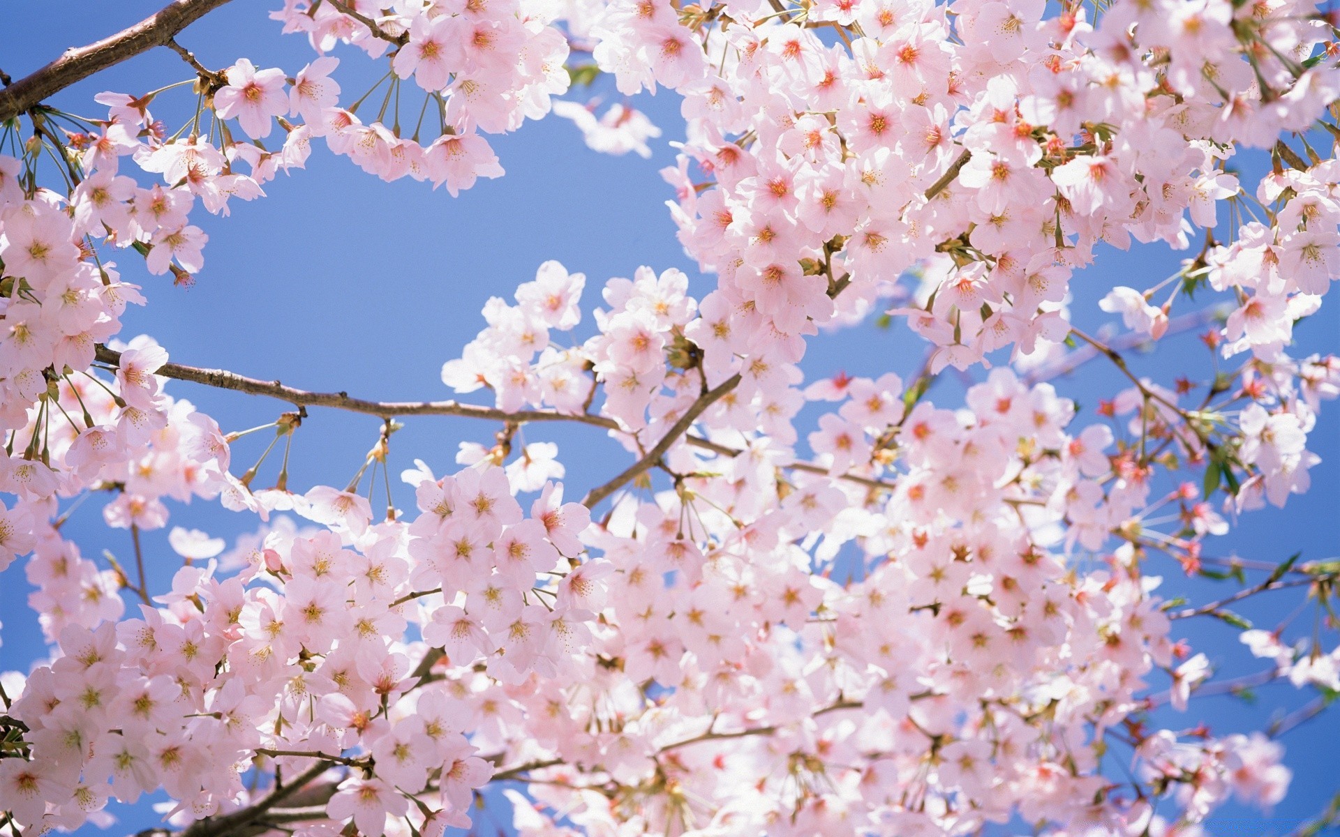 spring cherry flower branch nature flora tree season petal blooming garden bud delicate bright growth springtime floral leaf summer close-up