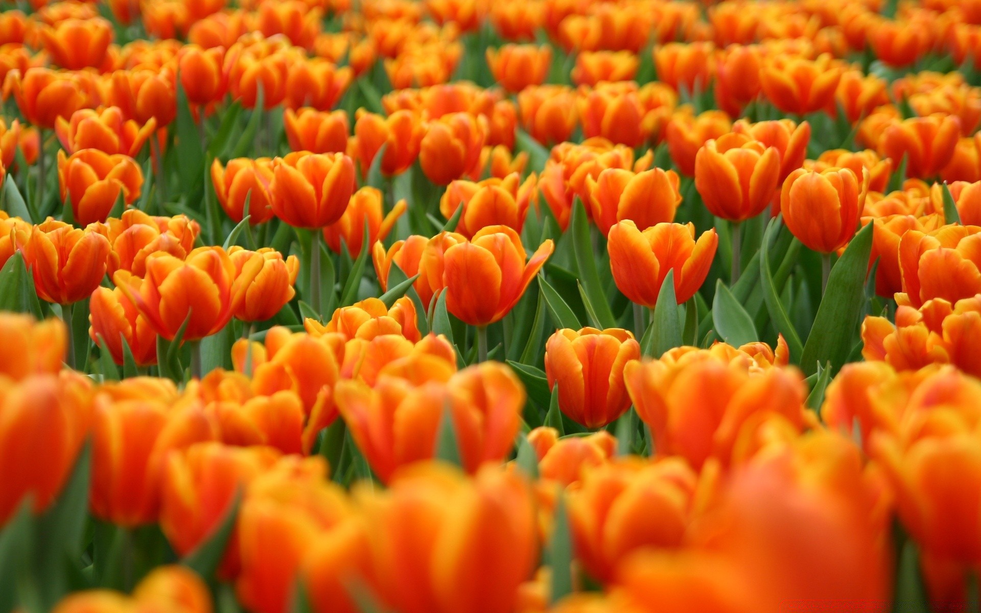 frühling tulpe natur hell garten blatt flora blume farbe sommer blumen gutes wetter jahreszeit im freien feld blütenblatt aufstieg ostern