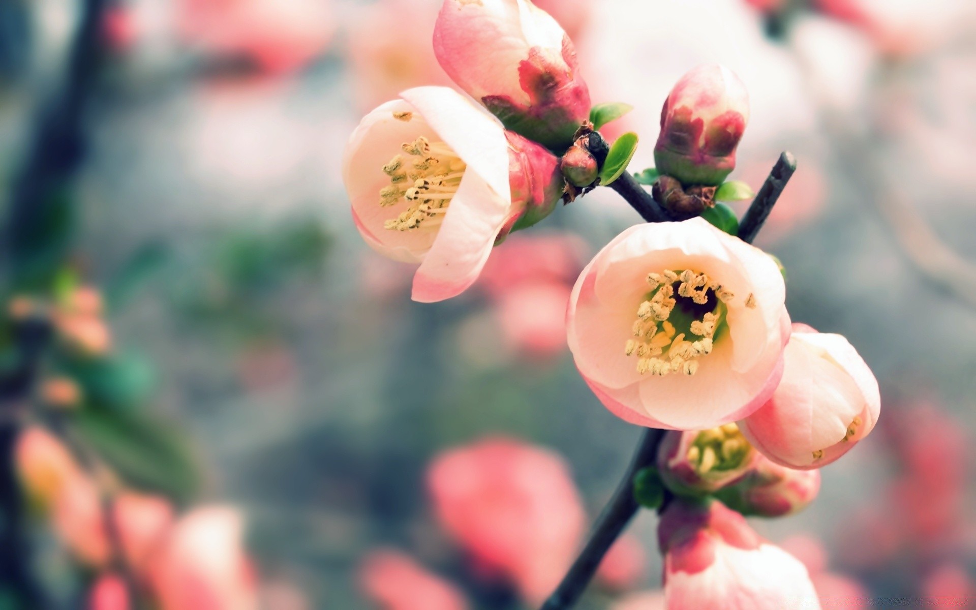 frühling natur im freien unschärfe baum blatt wachstum blume gutes wetter sommer