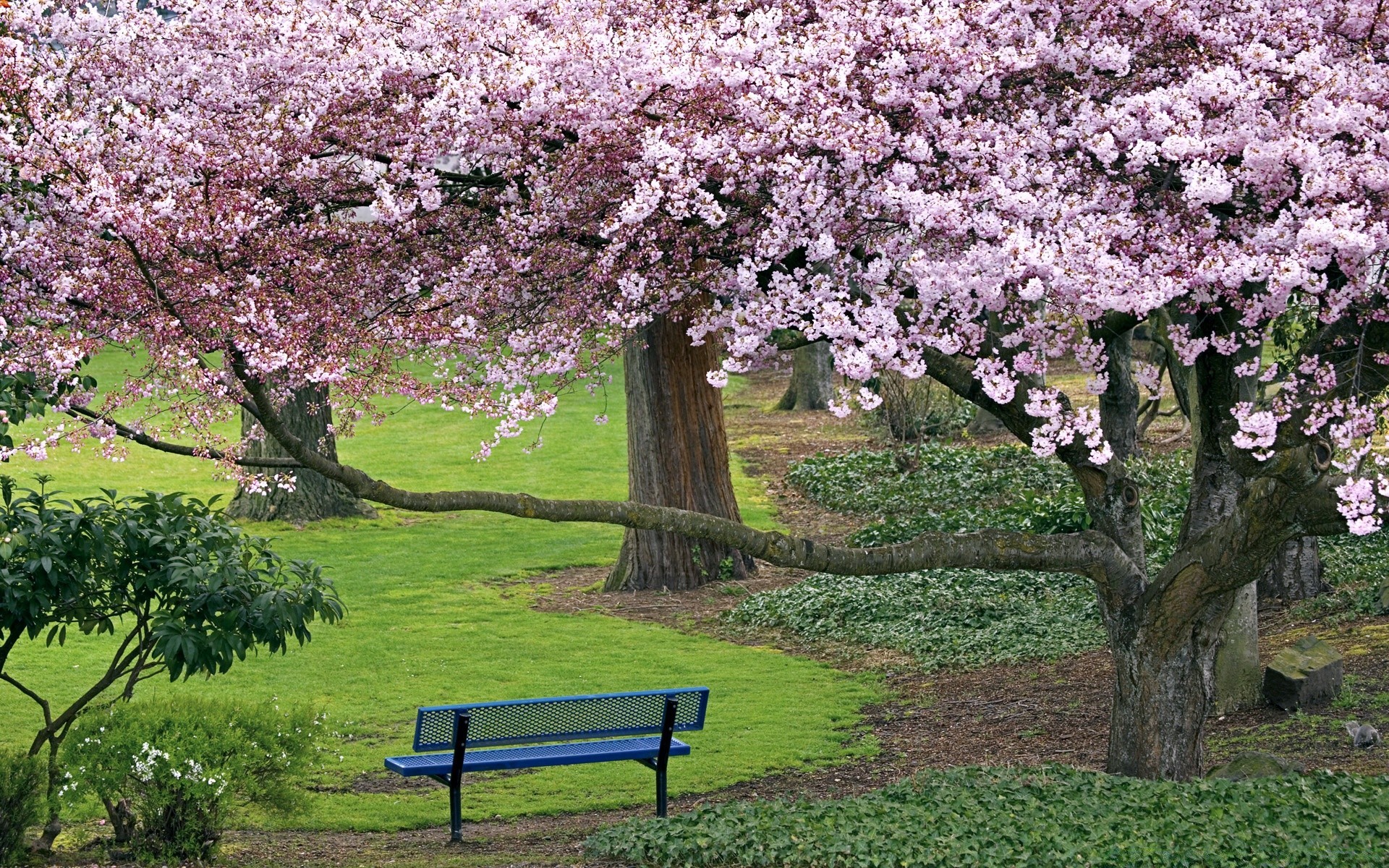 primavera árbol flor cereza jardín primavera estación parque rama paisaje flora naturaleza al aire libre manzana crecimiento hoja bluming hierba árbol frutal verano