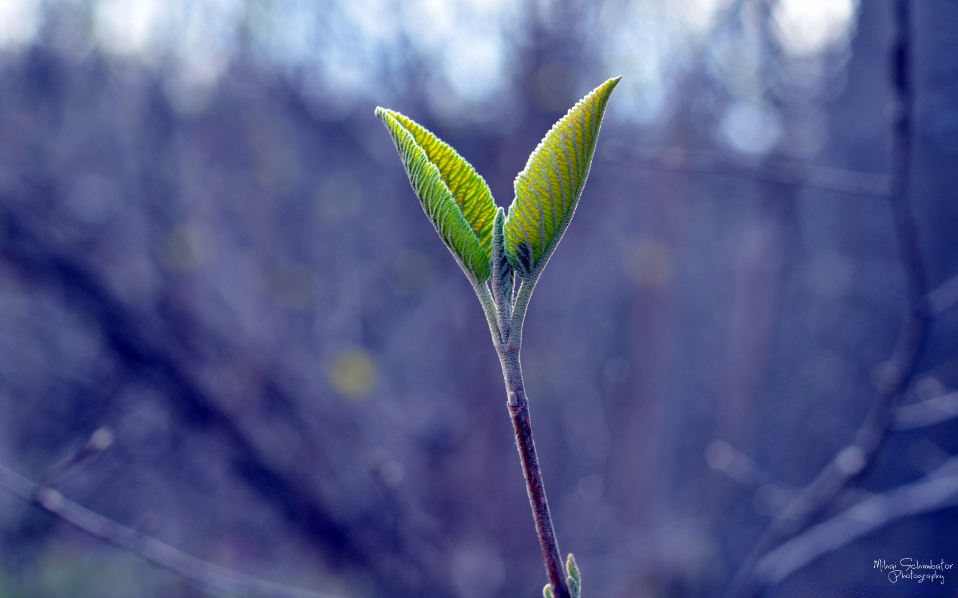 frühling natur blatt wachstum im freien flora sommer unschärfe schließen hell