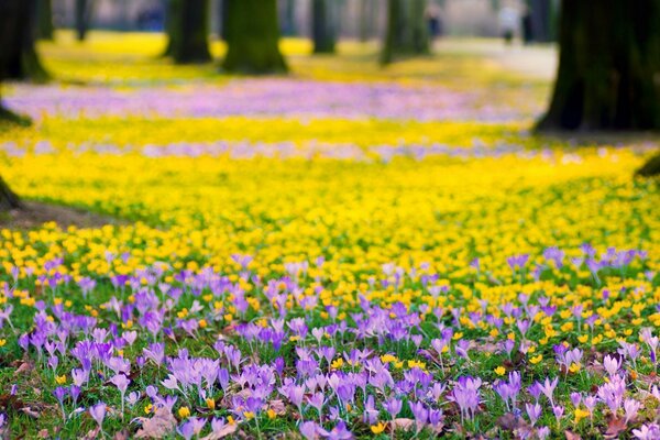 Il sentiero della foresta è disseminato di fiori freschi