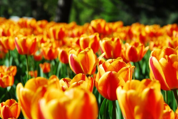 Tulipas brilhantes e suculentas em um canteiro de flores