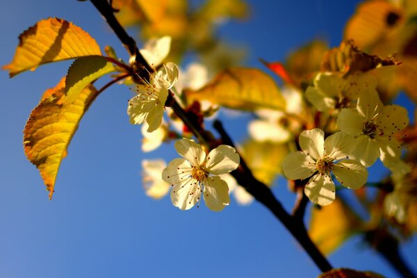 Apple blossoms in spring on a blue background