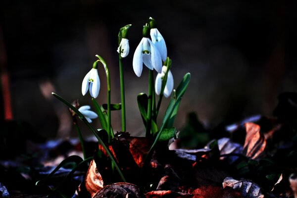 Spring snowdrops come out from under the leaves