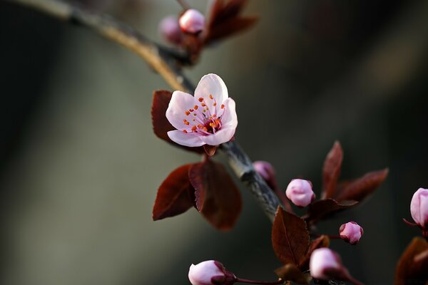 Blühende Apfelblüte rosa