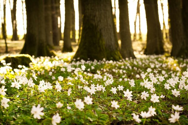 DER FRÜHLING KAM IN DEN PARK, DIE BLUMEN BLÜHTEN