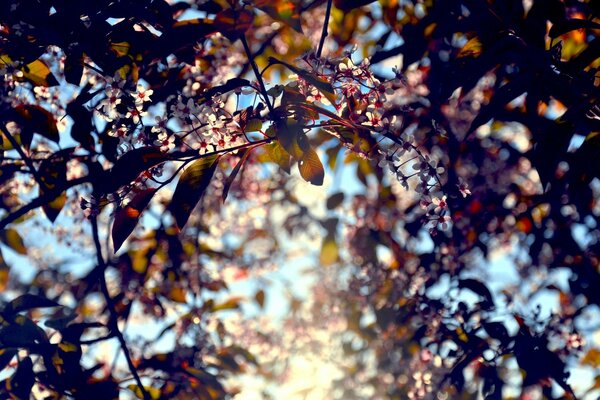 Il sole si fa strada tra foglie e fiori