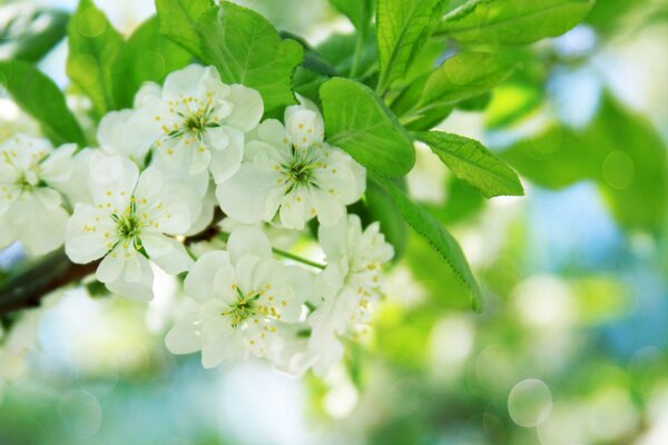 Spring apple blossom on a sunny day