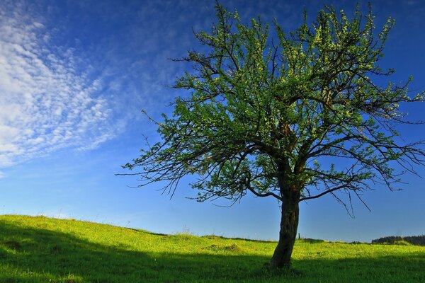 Árbol verde contra el cielo azul