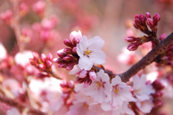 Floreciente rama de cerezo de primavera