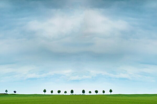 Trees on the horizon with a cloudy sky