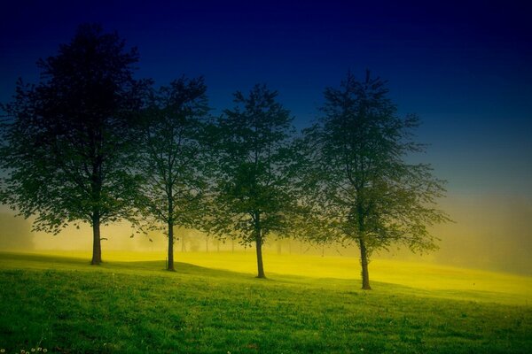 FOUR TREES IN A YELLOW FOG