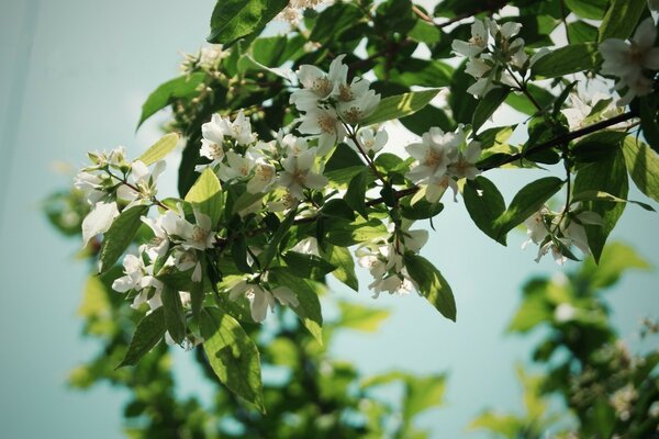 A beautiful tree is covered with greenery and flowers