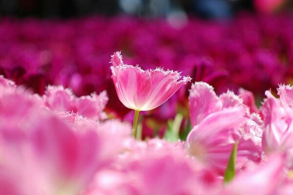 SPRING FLOWERS BLOOMED IN THE GARDEN