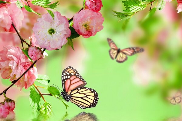 Natur im Frühling . Blumen und Schmetterlinge