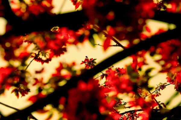 Blurred branches in the forest in spring