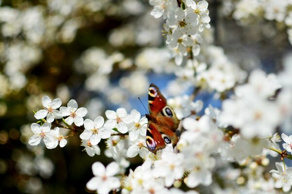 Papillon en couleur blanche au printemps