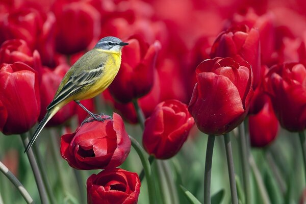 A bird is sitting on a tulip flower