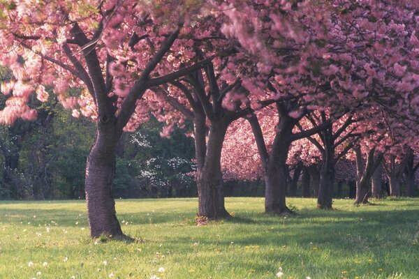 Arka arkaya sakura ağaçları. Dünyanın doğası