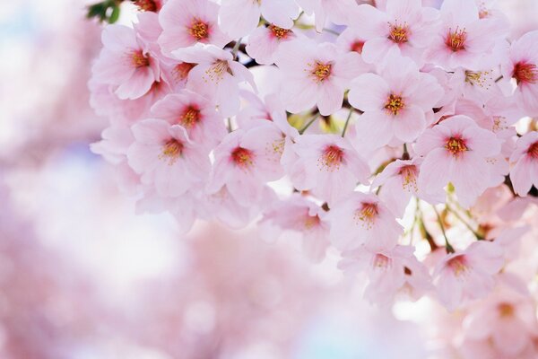 Bella fioritura di fiori di ciliegio