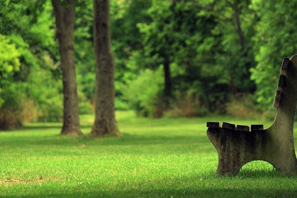 A bench on the lawn in the park in summer