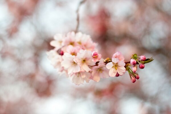 FLORECE LA CEREZA, LLEGÓ LA PRIMAVERA