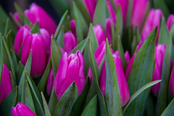 Muchos Tulipanes campo y naturaleza