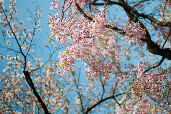 Blau und Rosa - Frühlingsfarben