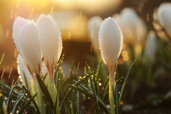 Im Frühling an Ostern blühen immer Maiglöckchen