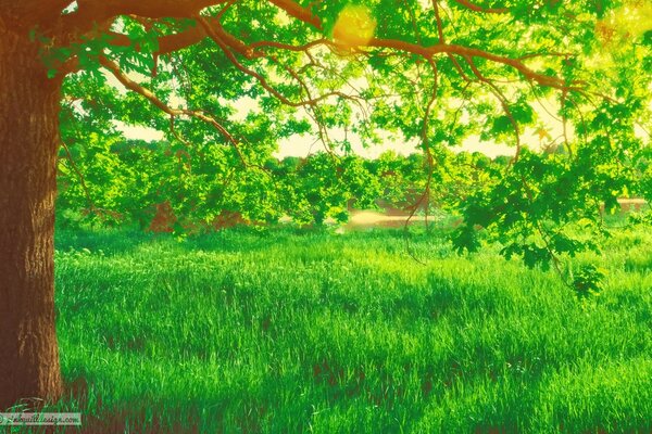 Green park with grass and trees