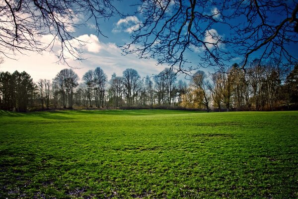 Lichtung und Bäume im Frühling in der Sonne