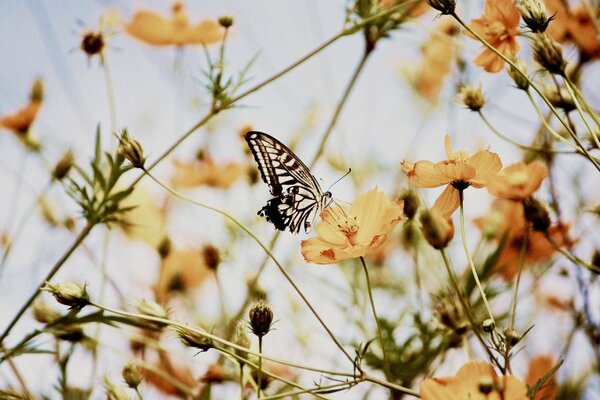 Das Erwachen der Natur im Frühling in der Luft