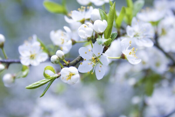 Die Zärtlichkeit der ersten Frühlingsblumen