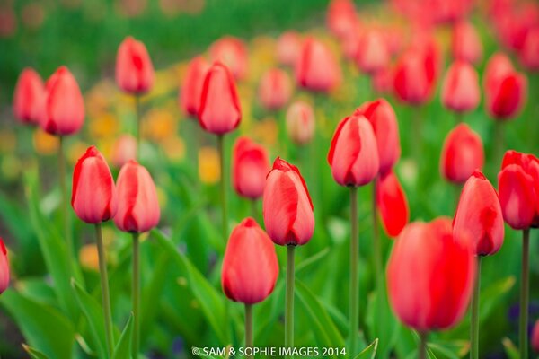 LES TULIPES N ONT PAS ENCORE FLEURI, MAIS SONT DÉJÀ PRÊTES