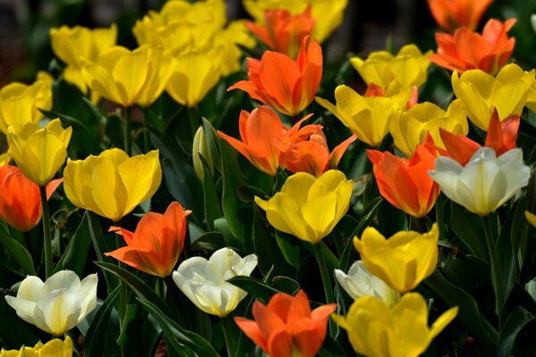 Tulipanes amarillo, blanco, naranja