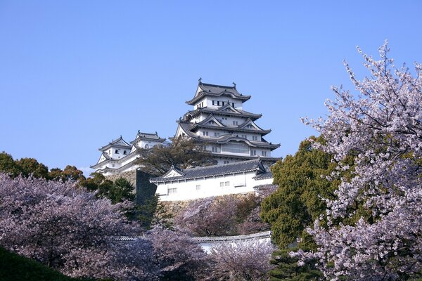 Arquitectura japonesa y flor de cerezo