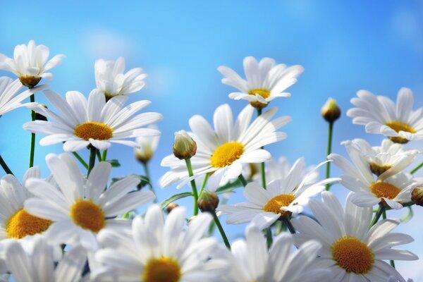 Blumen der Liebe. Gänseblümchen-Wahrsagerin