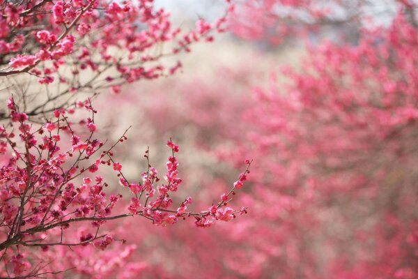 Cherry blossoms in early spring