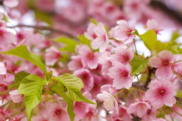 Arbre à fleurs, jardin de printemps