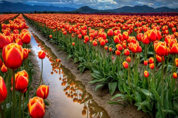 CAMPOS DE TULIPAS E SISTEMA DE IRRIGAÇÃO